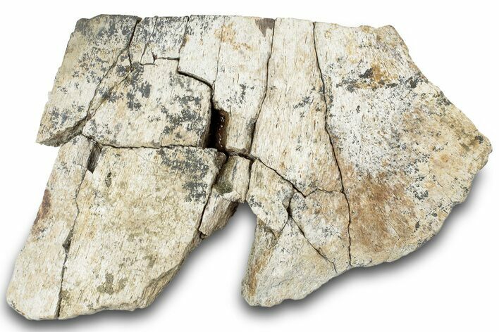 Dinosaur (Triceratops) Frill Shield Section - Montana #312241